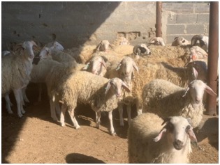 Kasaplık hayvan satışı