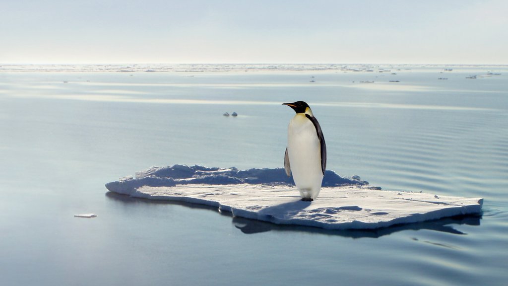 Antarktika’nın bir bölgesindeki imparator penguen nüfusu, 15 yılda yüzde 22 azaldı
