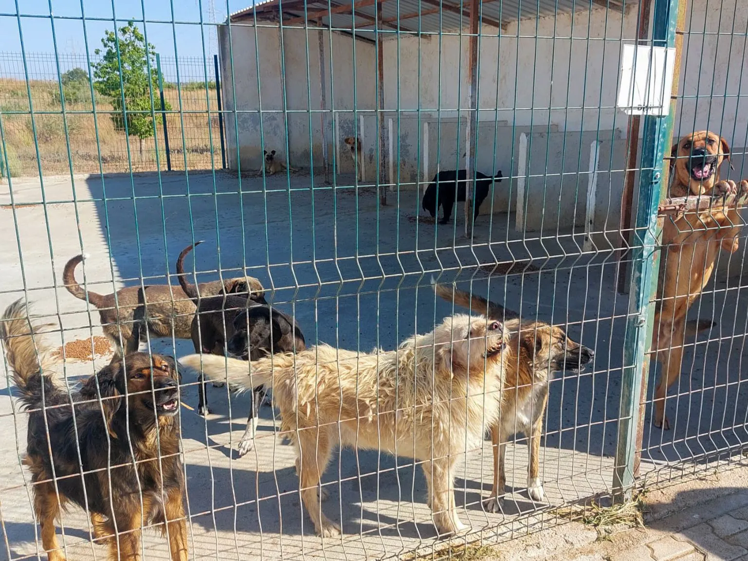 Gazimağusa Belediyesi, son beş yılda 600’ü aşkın hayvanı kısırlaştırdı
