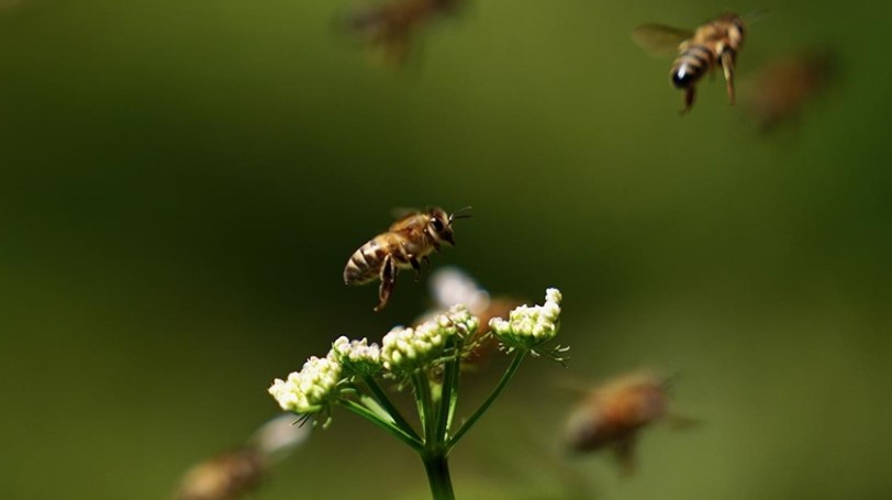 Uzmanlara göre toz taşınımı bal arılarının iletişimlerini, yön duygularını ve besin kaynaklarını olumsuz etkiledi